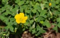 Wood Poppy Ã¢â¬â Stylophorum diphyllum Royalty Free Stock Photo